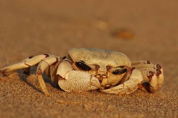 Crab