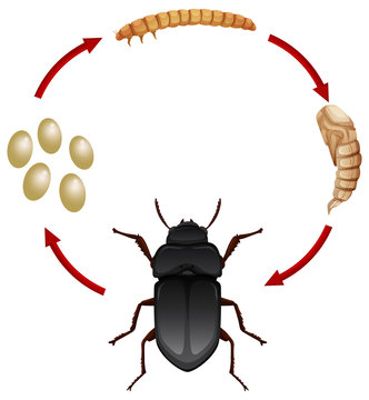 Life cycle of a mealwoem
