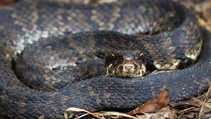 Cottonmouth on forest floor