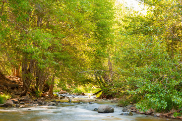 Obraz premium Small Creek in Sedona with Green Trees