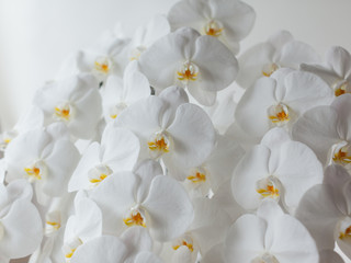 白い胡蝶蘭のクローズアップ - obrazy, fototapety, plakaty