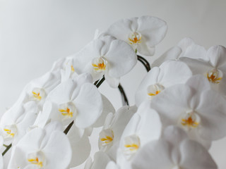 白い胡蝶蘭のクローズアップ