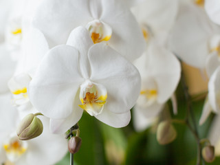 白い胡蝶蘭のクローズアップ