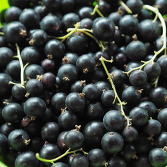 fruit, food, berry, black, grape, isolated, fresh, healthy, currant, ripe, grapes, white, bunch, sweet, dessert, juicy, blueberry, diet, blue, nature, red, organic, green, fruits, closeup