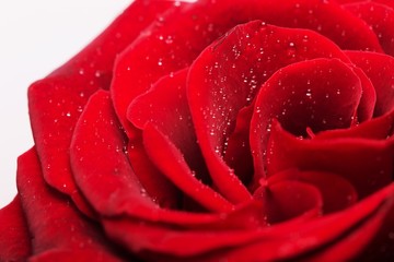 Naklejka premium Closeup of red rose with water droplets