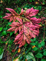 Colorful autumn leaves