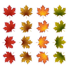 Set of  autumn maple leaves isolated on a white background. vector illustration