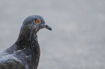 portrait of a pigeon