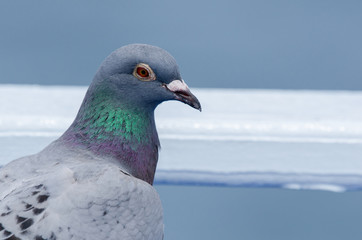 pigeon on blue sky background