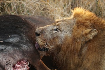 Fototapeta premium Lion in africa