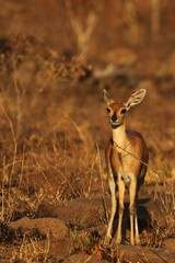 Steenbok