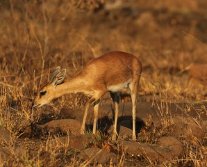 Steenbok