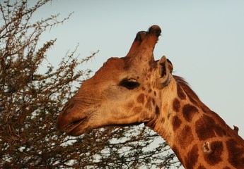 Giraffe