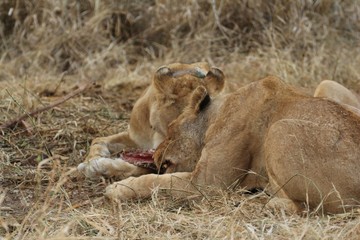 Obraz premium Lioness 