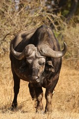 Obraz premium Buffalo