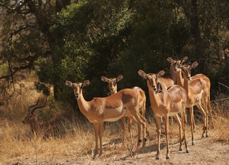 Impala