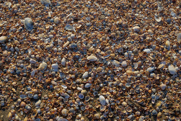 Picture of a sandstone shell.