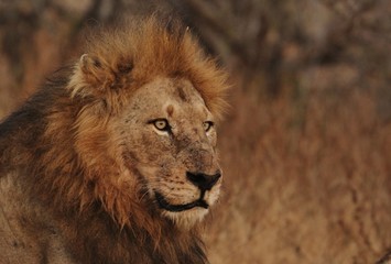 Lion in Kruger