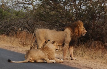 Lion in Kruger