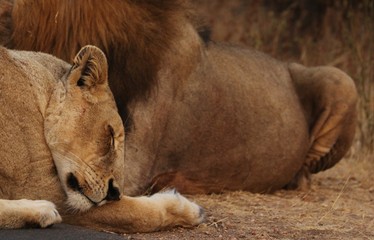 Lion in Kruger