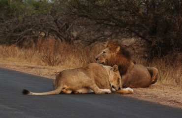 Lion in Kruger