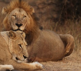 Obraz na płótnie Canvas Lion in Kruger