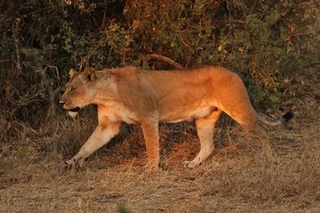 Lion
