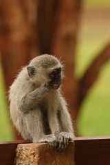 Naklejka premium Vervet Monkey 