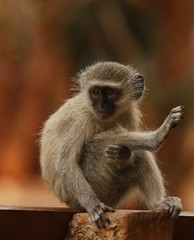 Vervet Monkey 