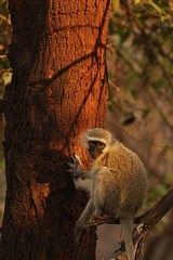 Vervet Monkey 