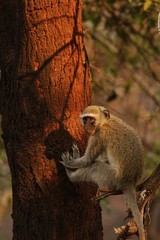 Vervet Monkey 
