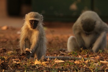 Naklejka premium Vervet Monkey