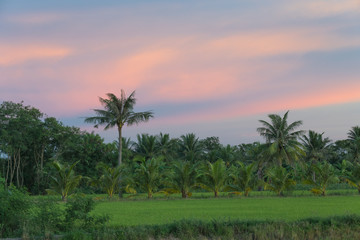 Coconut farm and Rice plant