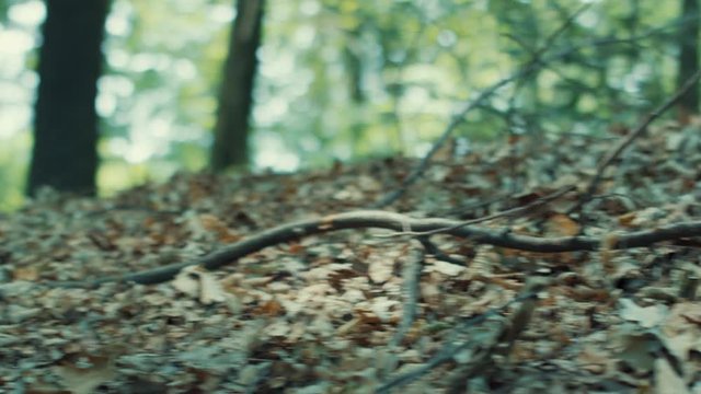 A little girl running in the wood, shot with red epic in slow motion