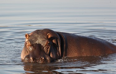 Fototapeta premium hippo in the water