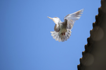 speed racing pigeon bird flying mid air against clear blue sky