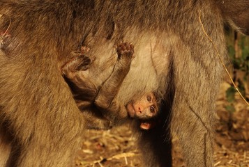 baboon baby