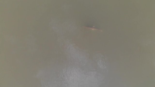 Drone aerial footage of alligator gars around a school of fish in the San Jacinto River near Houston, Texas