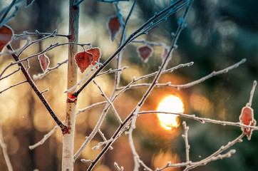 Autumn background with grass and forest covered with frost in th