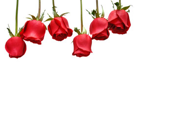 The fresh red color roses isolated on white background that have space for text. Rose is flower that the lover likes to give to each other for Valentine’s Day in 14 February of every year.