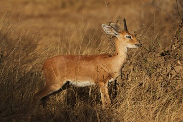 Steenbok