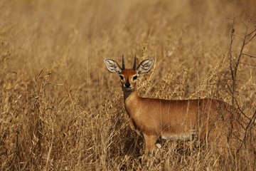 Steenbok