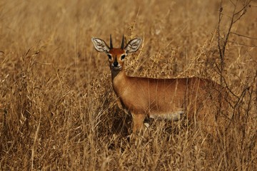 Steenbok
