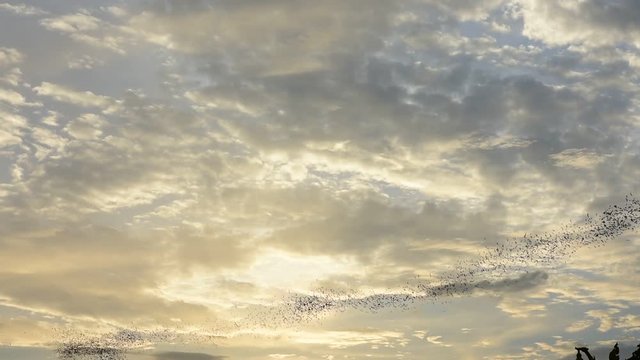 Watch the bat hundreds. Wat Khao Chong Pran,Bats fly out if in the evening. At Wat Khao Chong Pran Located near Photharam. Ratchaburi Thailand