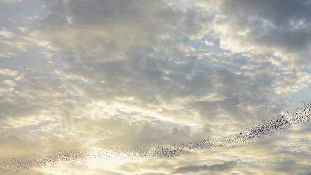 Watch the bat hundreds. Wat Khao Chong Pran,Bats fly out if in the evening. At Wat Khao Chong Pran Located near Photharam. Ratchaburi Thailand