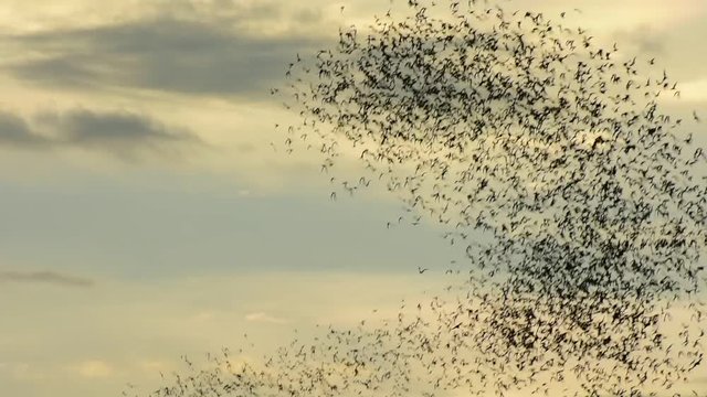 Watch the bat hundreds. Wat Khao Chong Pran,Bats fly out if in the evening. At Wat Khao Chong Pran Located near Photharam. Ratchaburi Thailand