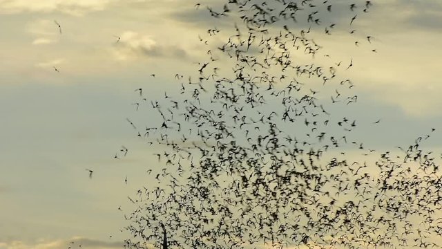 Watch the bat hundreds. Wat Khao Chong Pran,Bats fly out if in the evening. At Wat Khao Chong Pran Located near Photharam. Ratchaburi Thailand