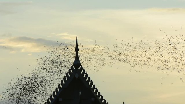 Watch the bat hundreds. Wat Khao Chong Pran,Bats fly out if in the evening. At Wat Khao Chong Pran Located near Photharam. Ratchaburi Thailand