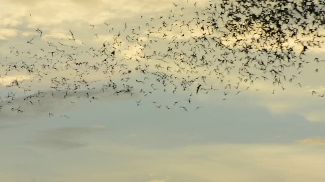 Watch the bat hundreds. Wat Khao Chong Pran,Bats fly out if in the evening. At Wat Khao Chong Pran Located near Photharam. Ratchaburi Thailand
