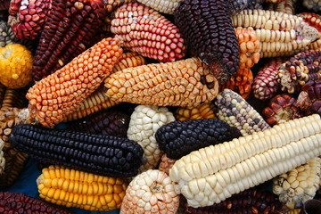 Mix of peruvian native variety of heirloom corns from local market in Cusco, Peru that use for...